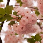 八重桜も満開